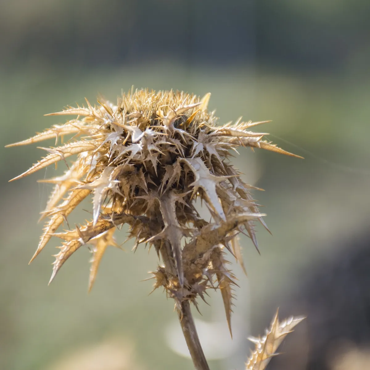 Spiky dried seed head against a soft background